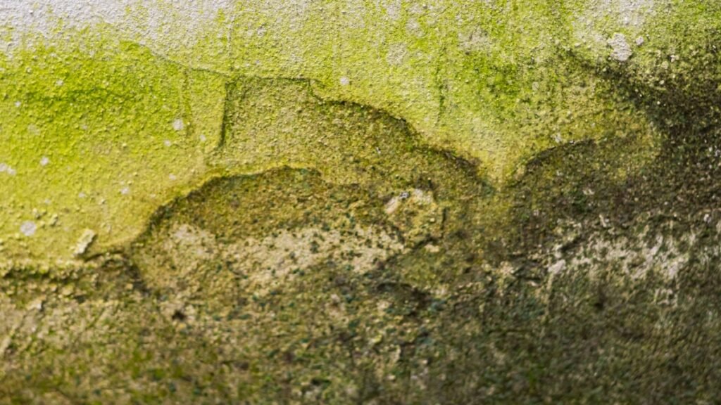 Infiltrações em Paredes